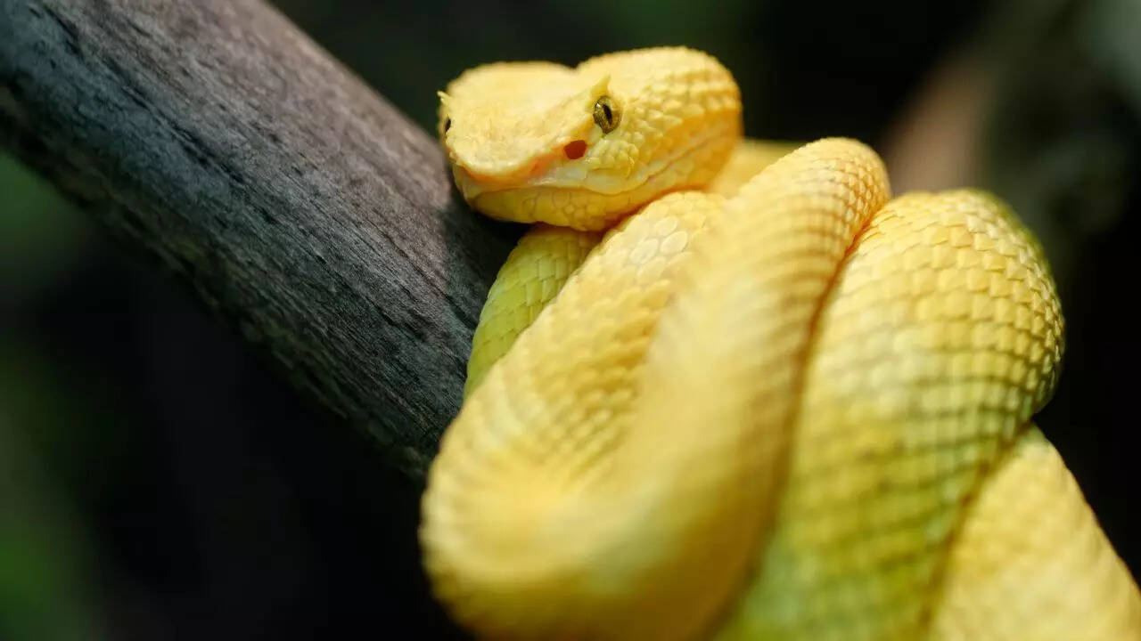Snake Island, Brazil