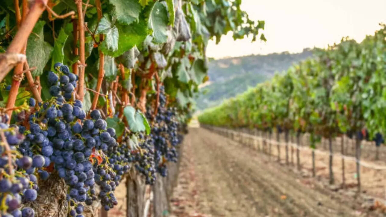 Napa Valley, California