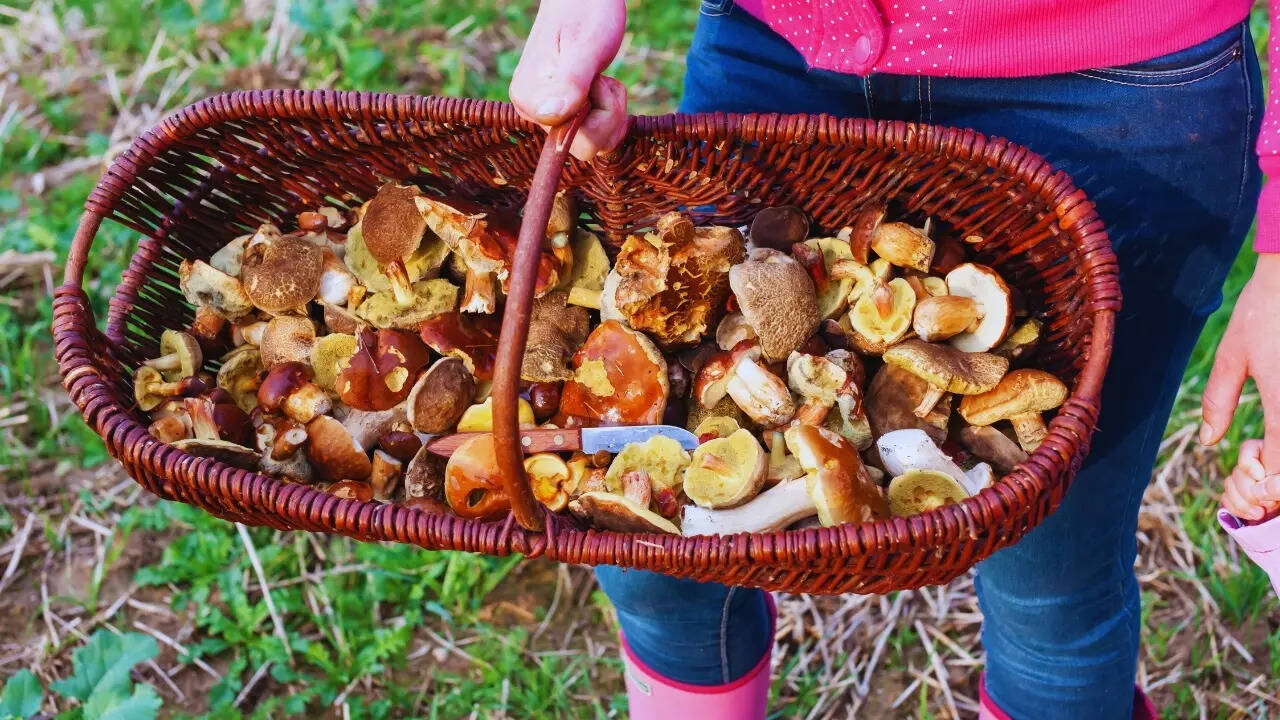 Mushroom-picking in Czech Republic