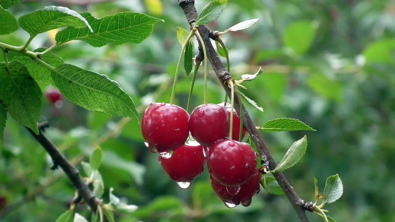 செர்ரிகள் அல்சைமர் உடன் போராட உதவக்கூடும், ஆரம்பகால ஆய்வக ஆய்வு காட்டுகிறது