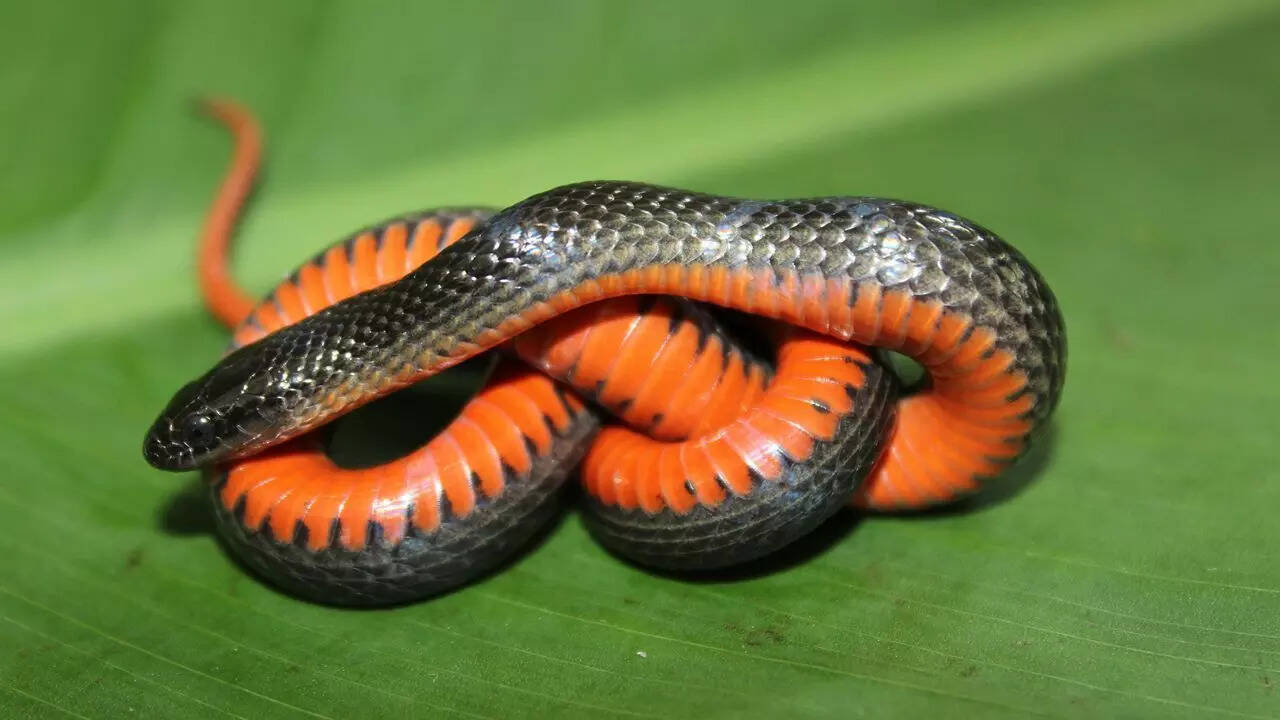 1. Black swamp snake