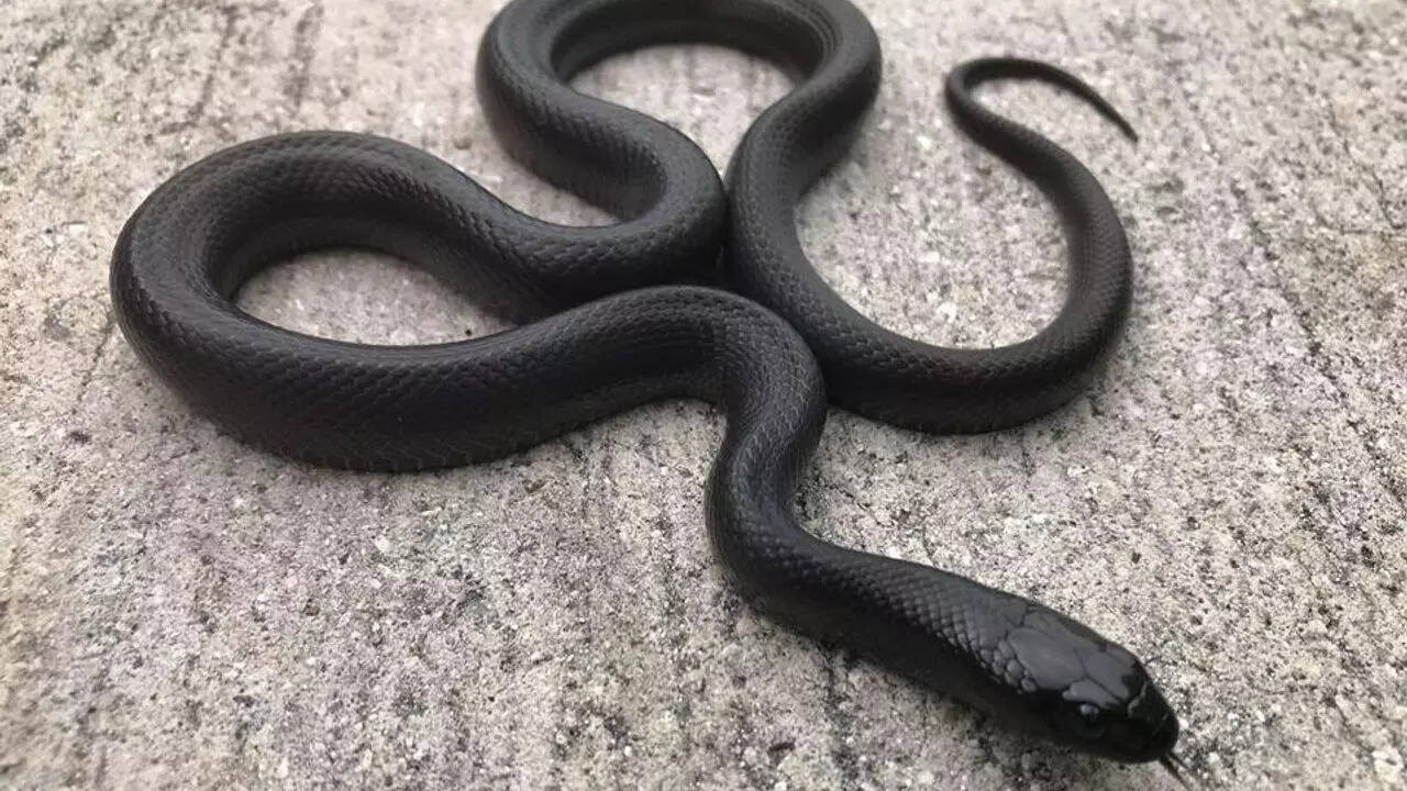 2. Mexican black king snake