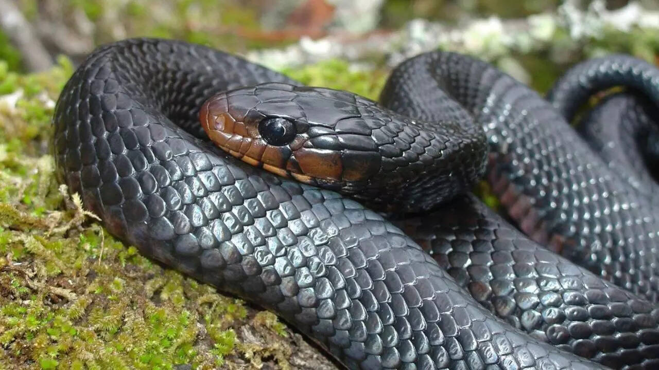 3. Eastern indigo snake