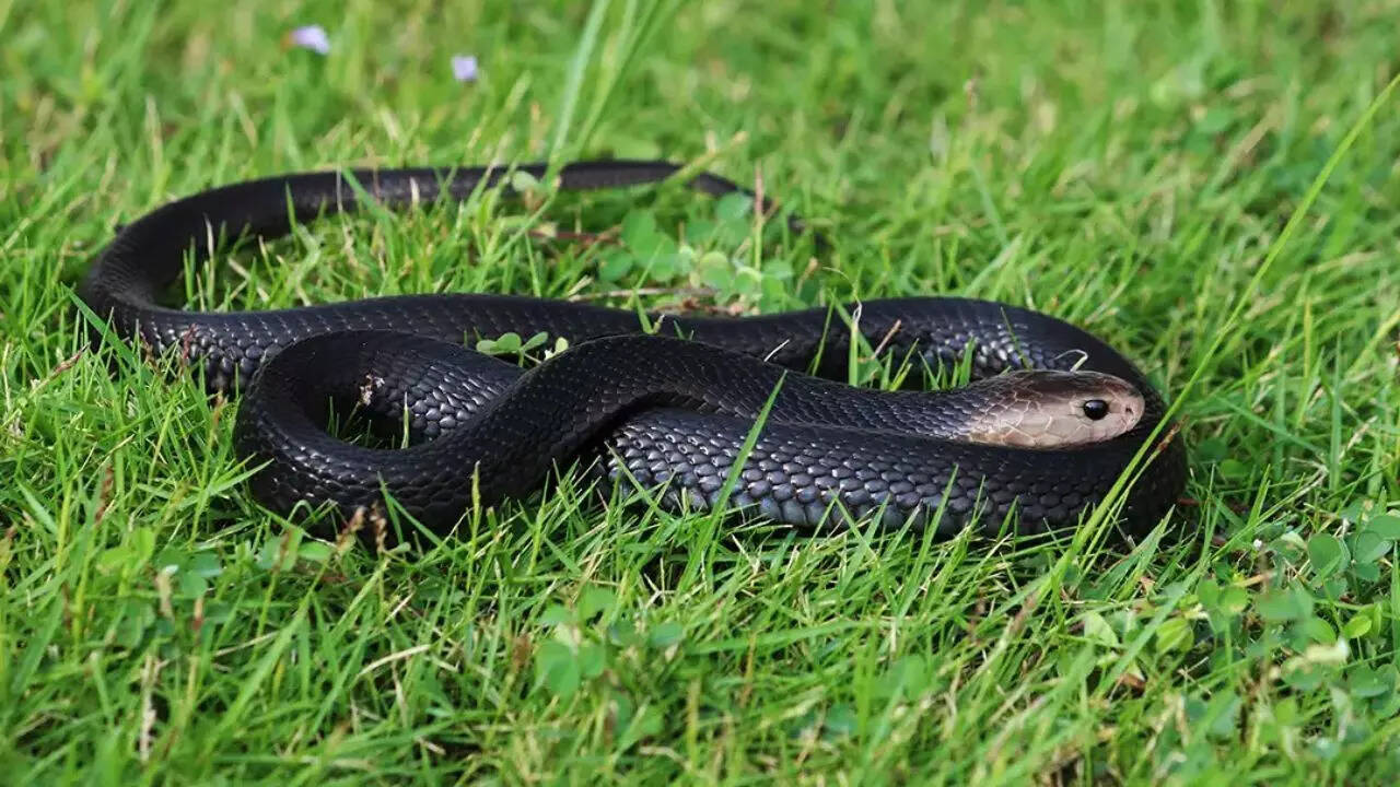 4. Black spitting cobra