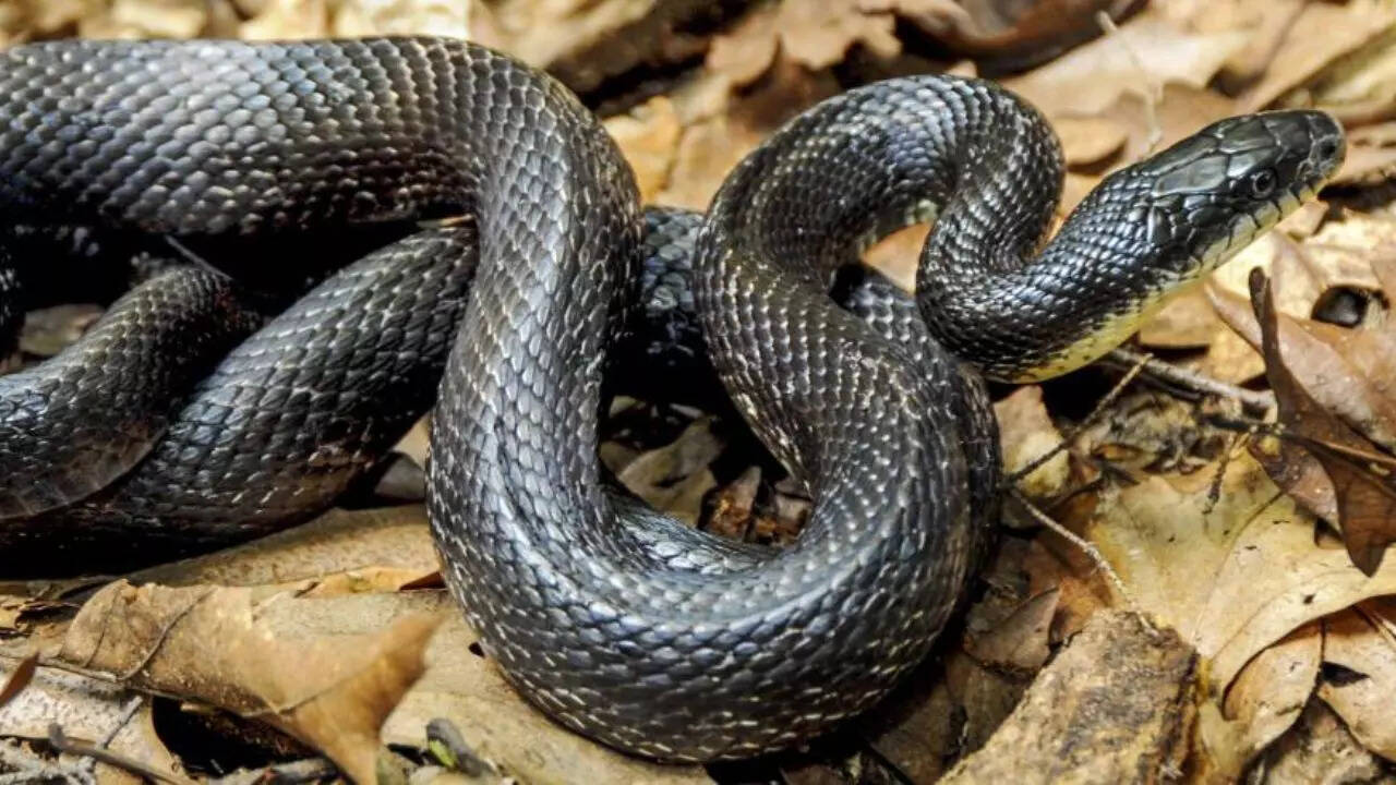 5. Eastern rat snake