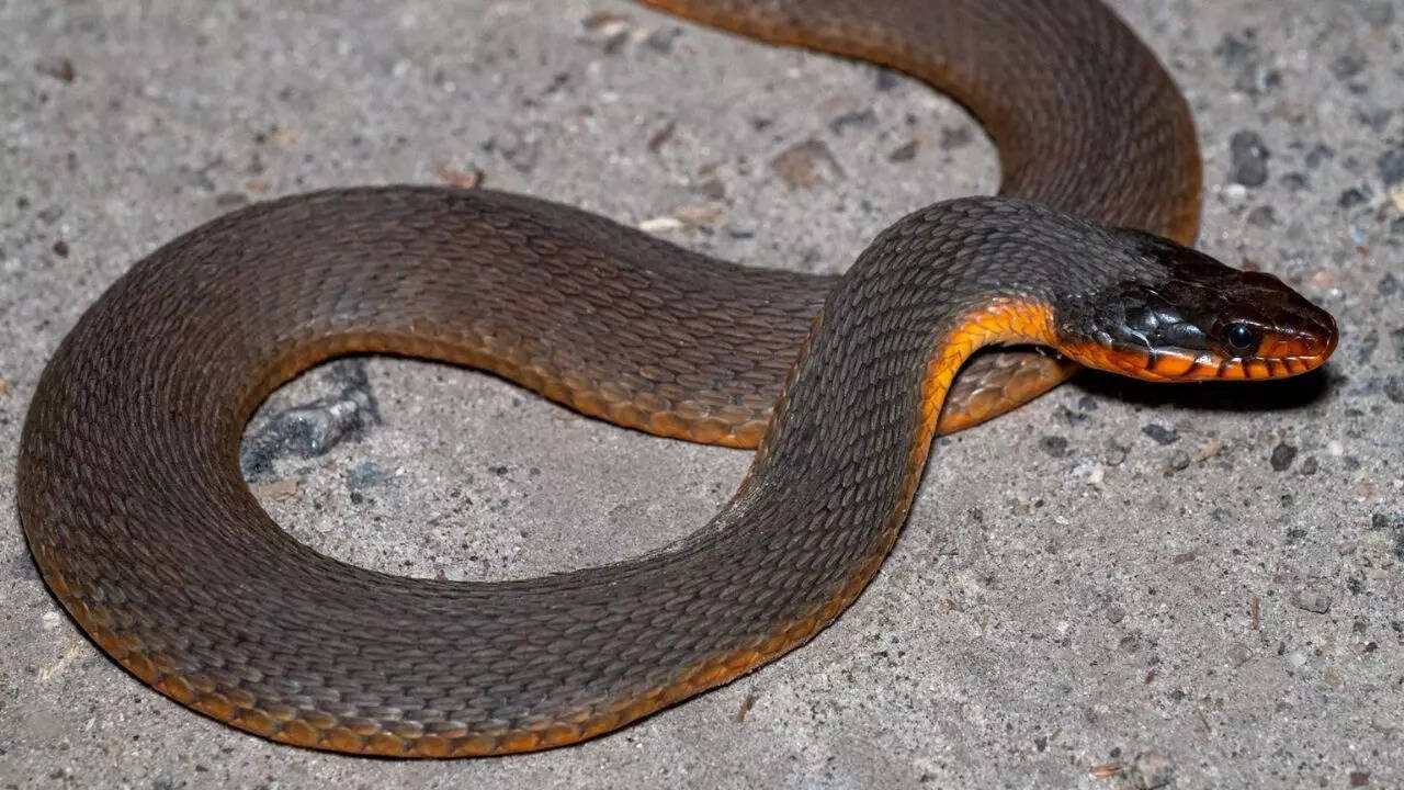 6. Plain-bellied water snake