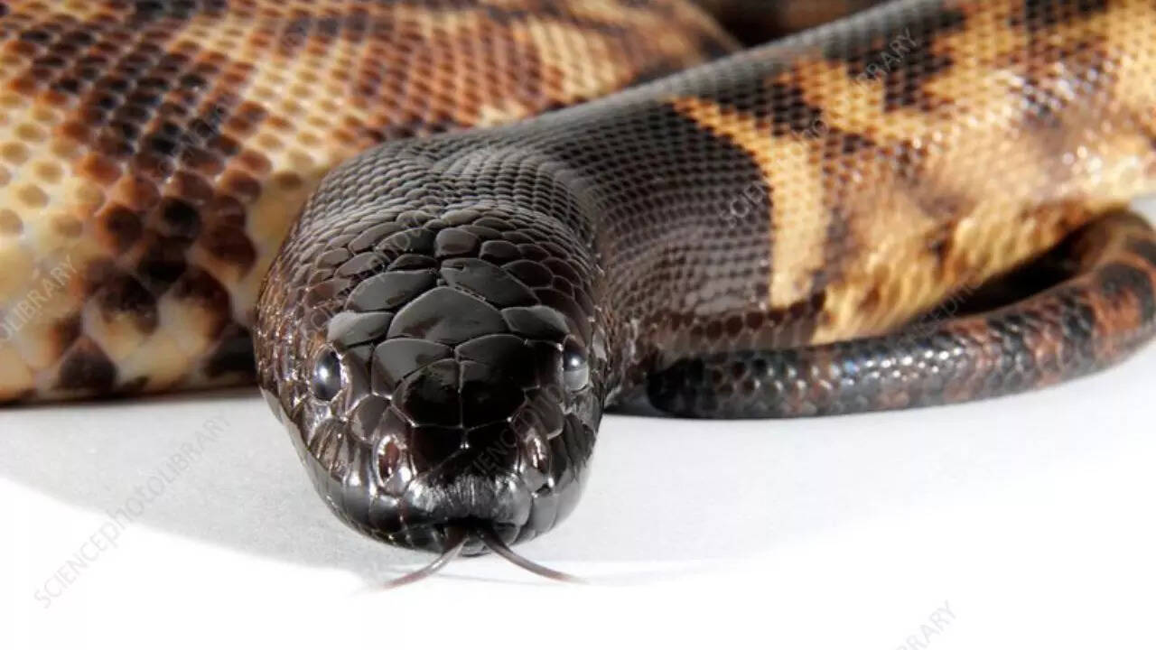 7. Black-headed python