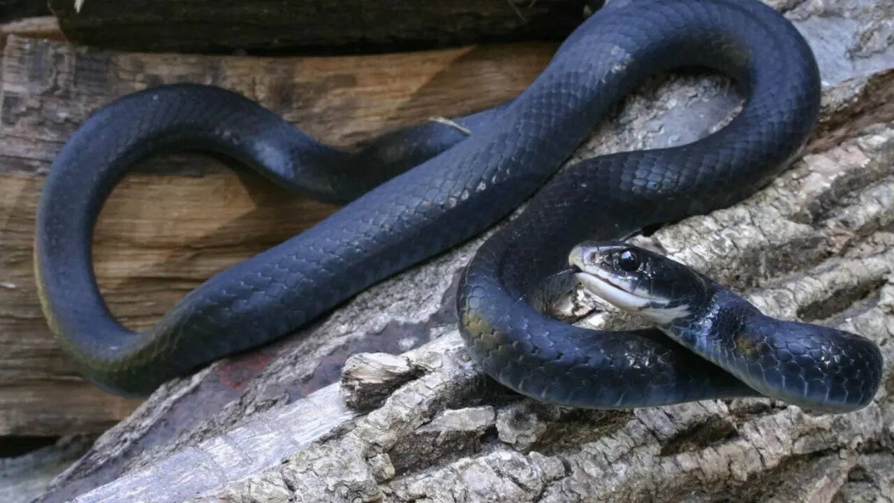 8. Southern black racer