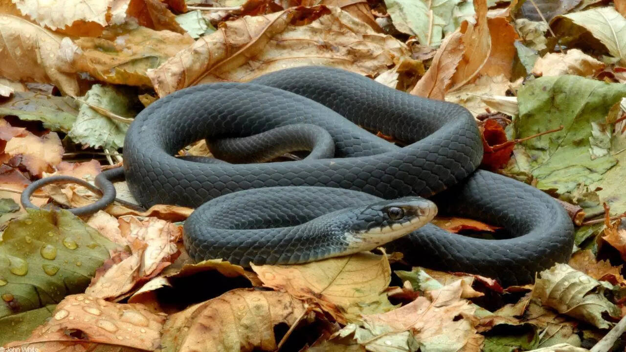 9. Northern black racer