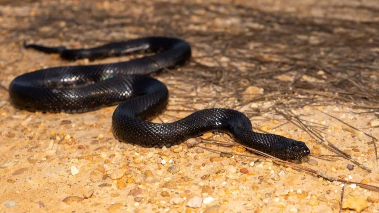 10. Black pine snake