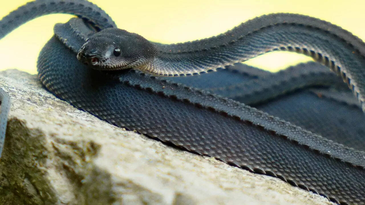 Physical characteristics of the dragon snake