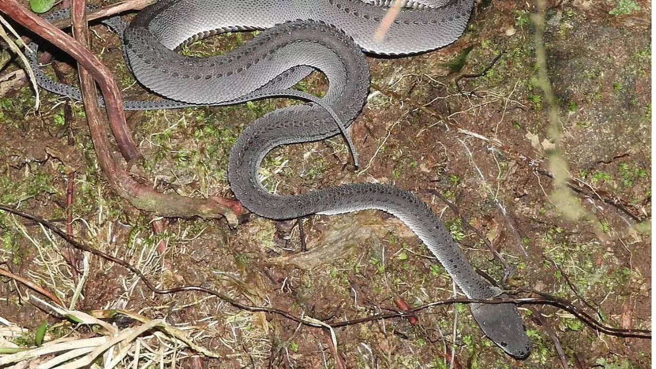Habits and challenges of the dragon snake