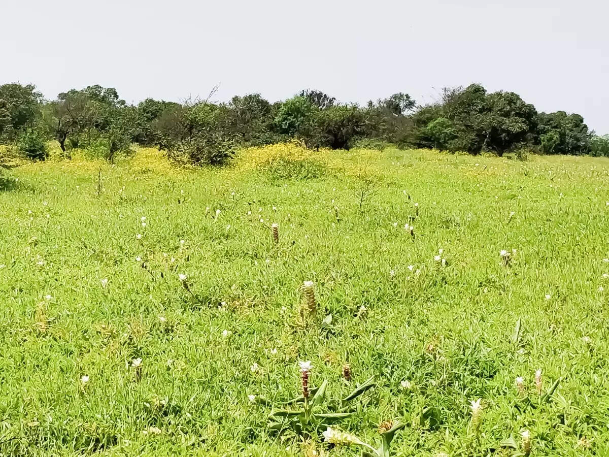 மின் நேரங்கள்