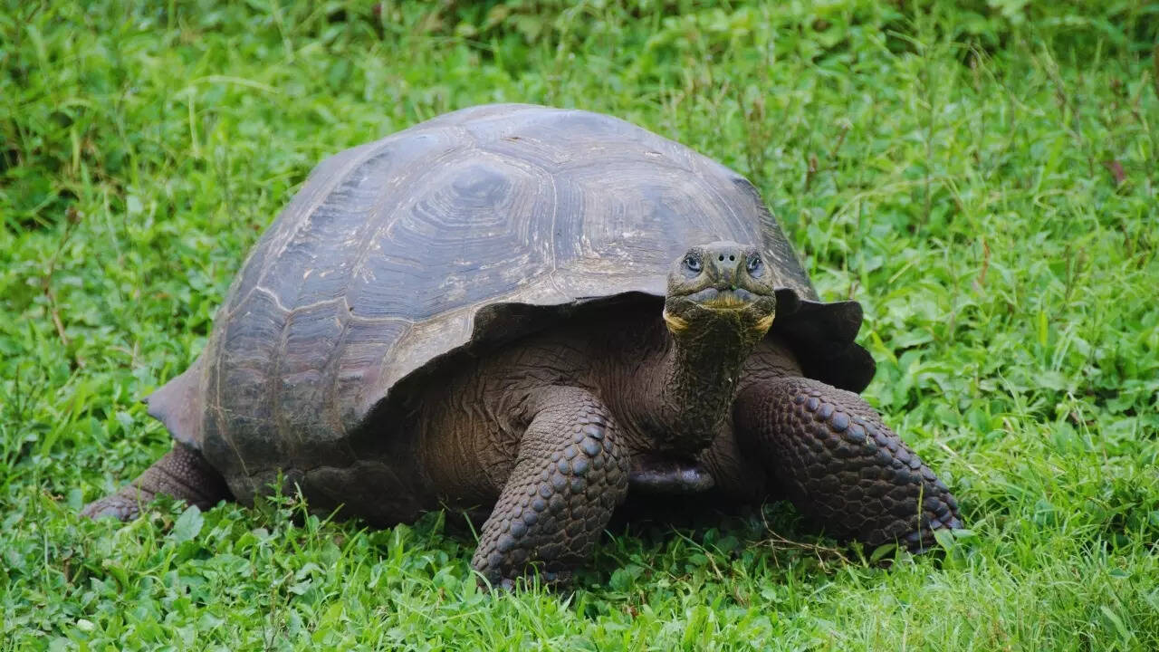 Tortoise in Galapagos