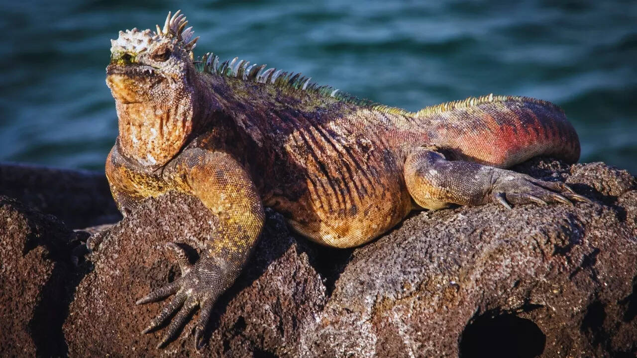Marine iguana