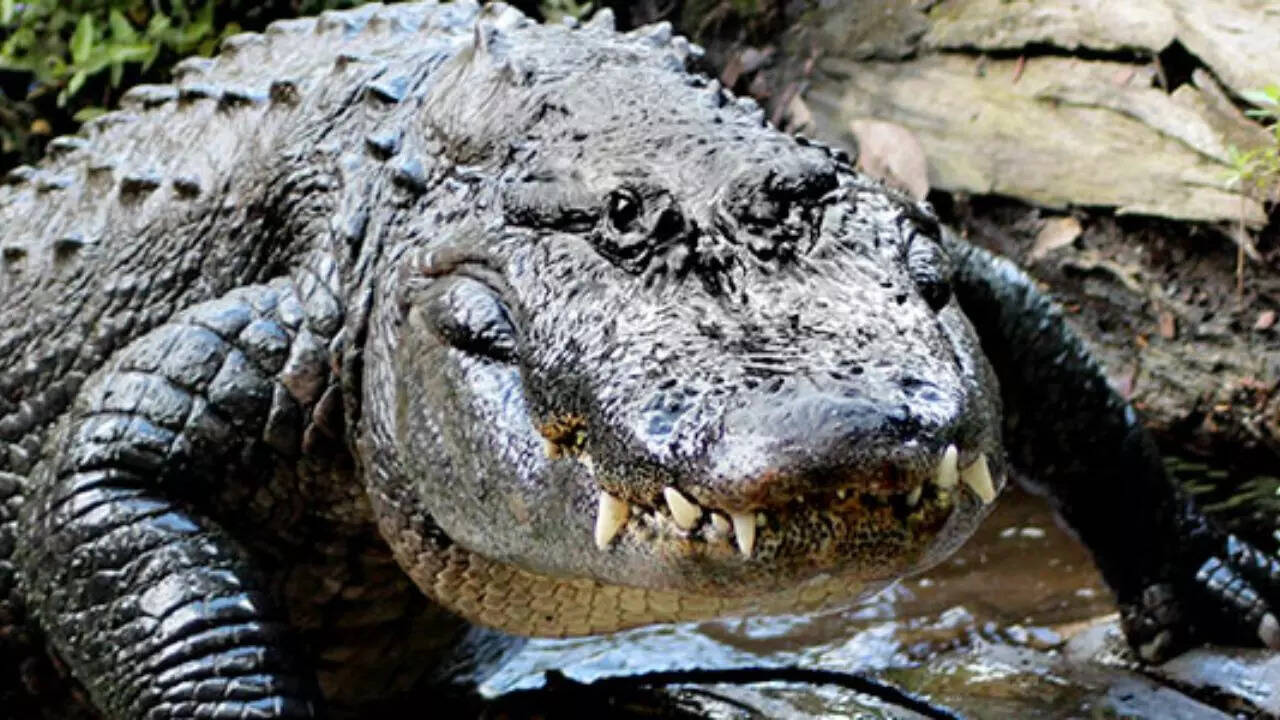 American alligator facts