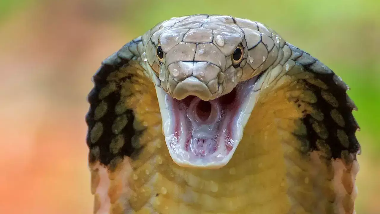King cobra King cobra