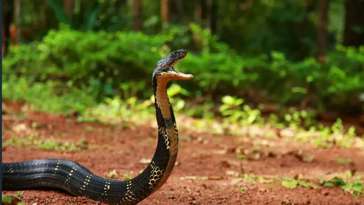 King Cobra King Cobra