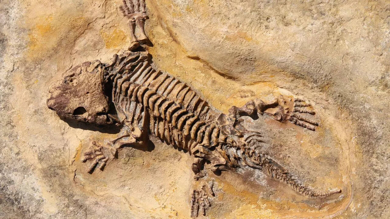 Seymouria baylorensis - cast of fossil Early Permian period Seymouria baylorensis - cast of fossil Early Permian period
