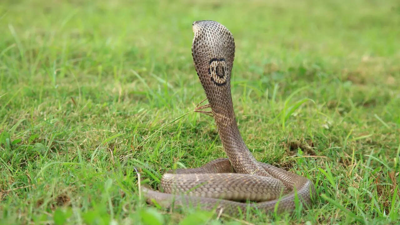 Monocled cobras