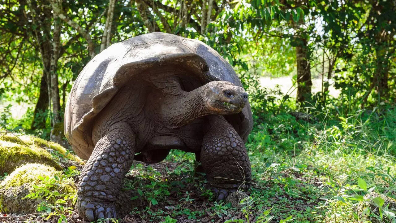 Galapagos tortoise
