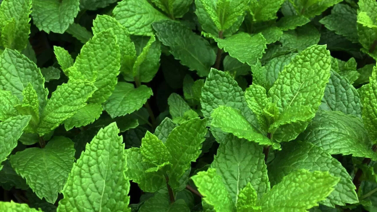Mint confuses moles with its strong menthol aroma