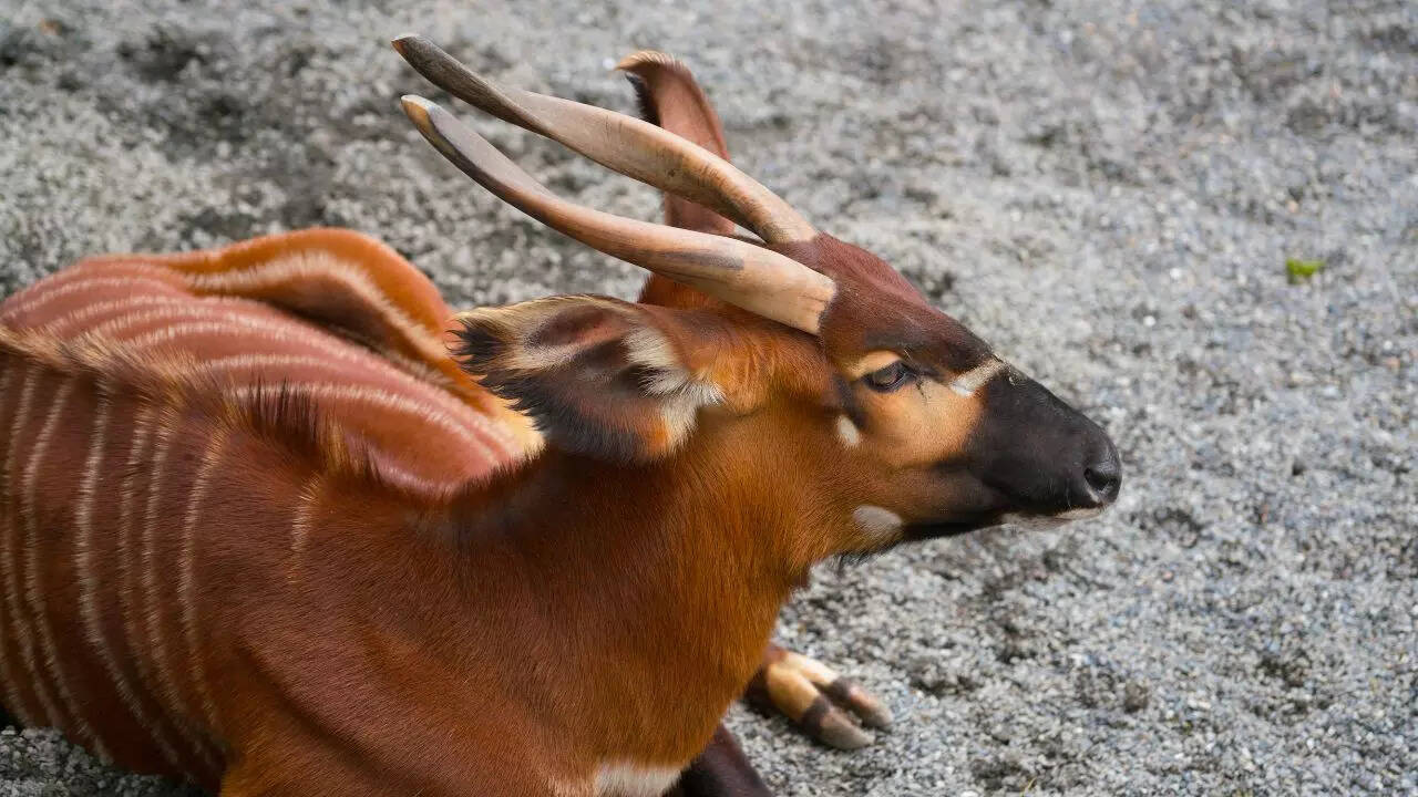 Physical characteristics of the bongo African antelope