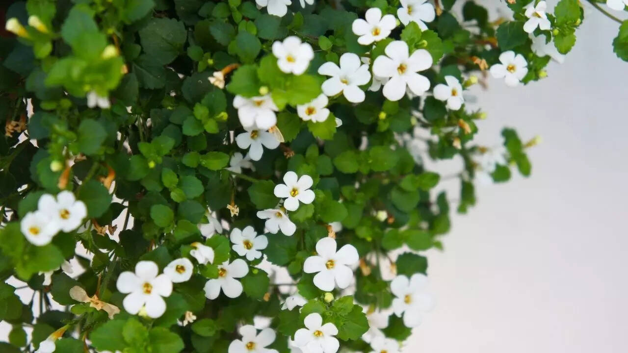 Brahmi