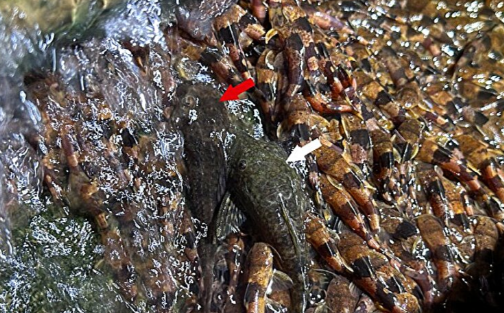 Photo: Journal of Fish Biology