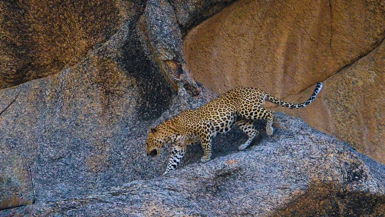 Jawai