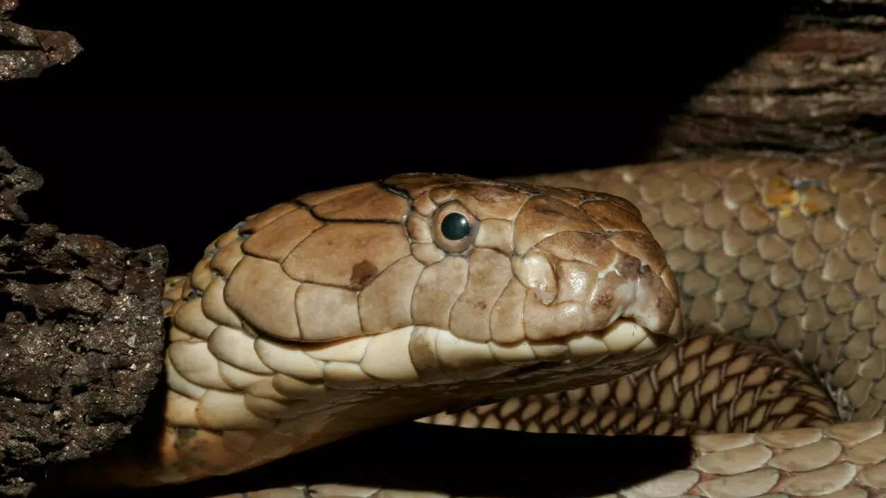 King Cobra