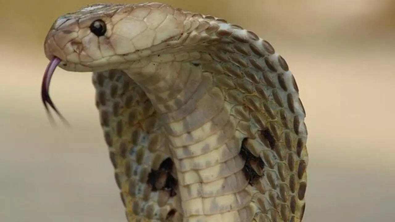 Indian Cobra