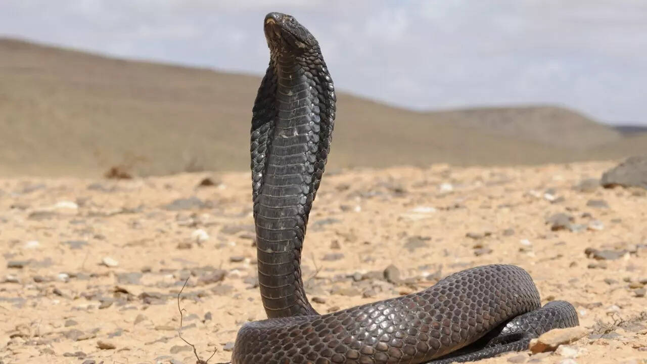 Egyptian Cobra