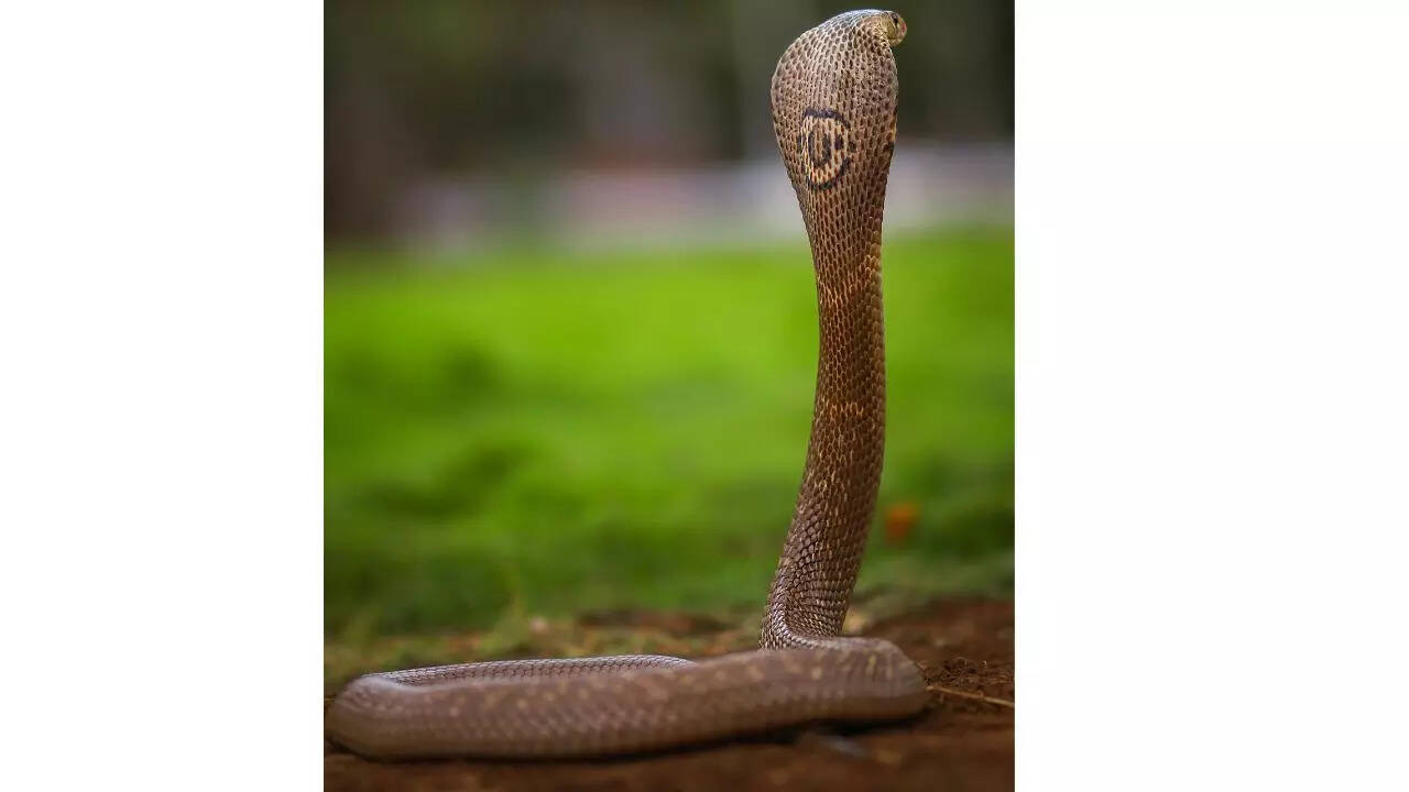 Monocled Cobra