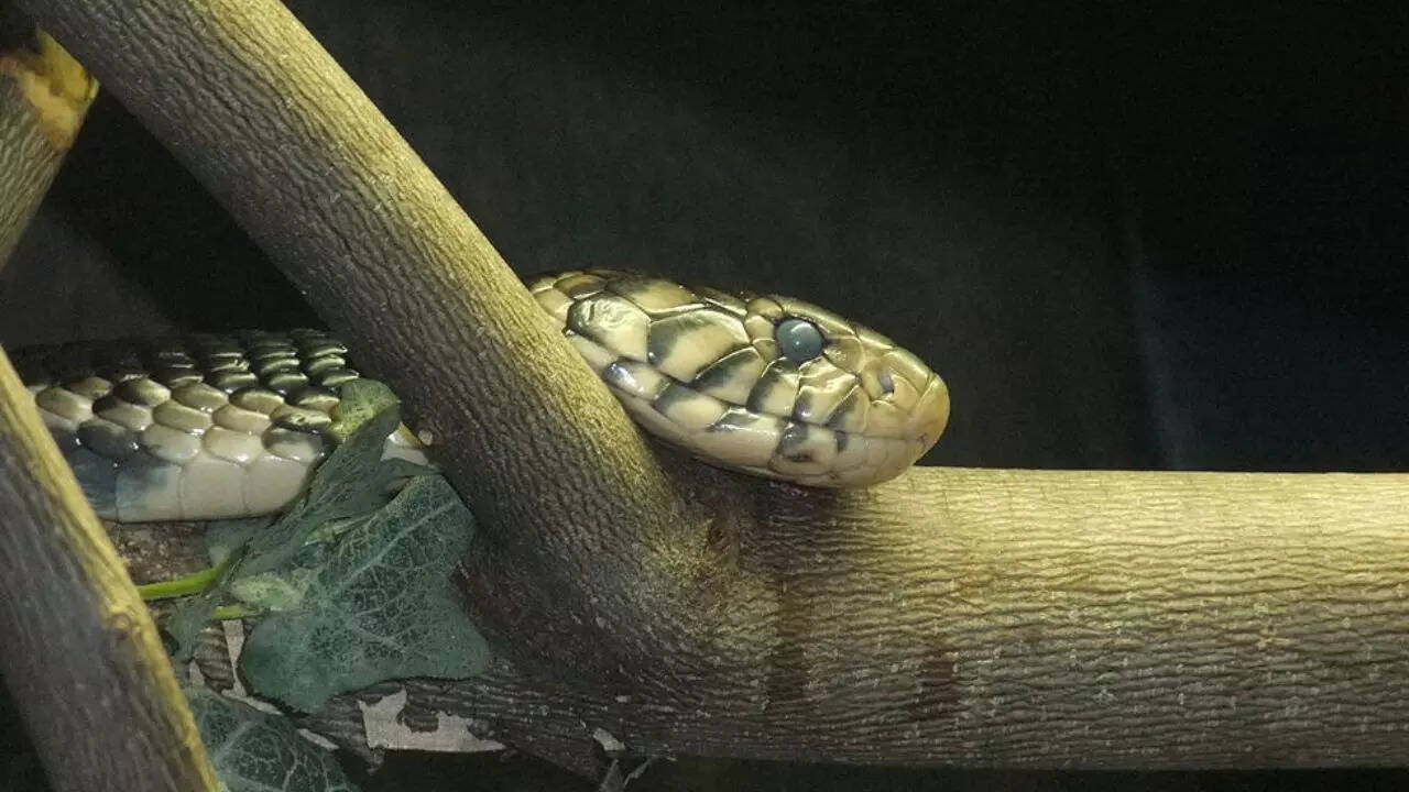 Forest Cobra