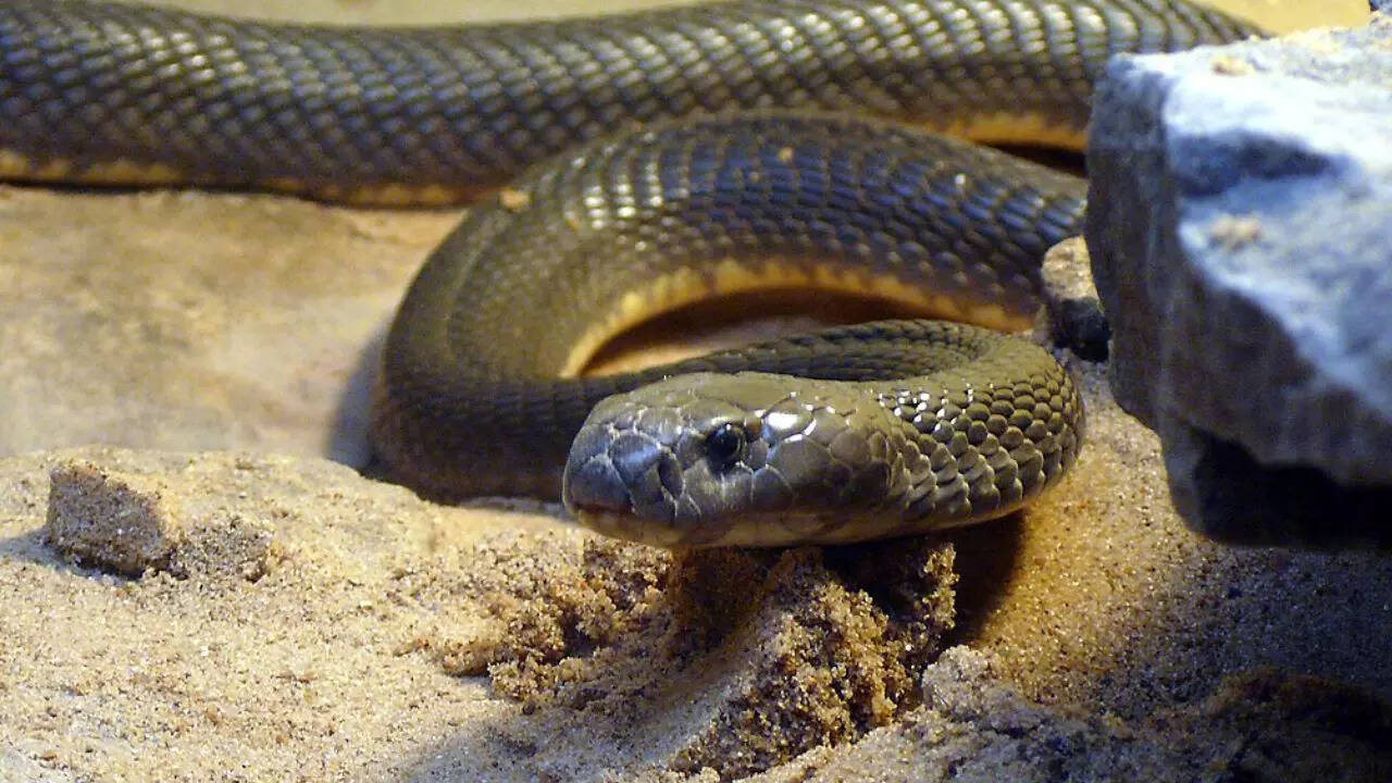 Caspian Cobra