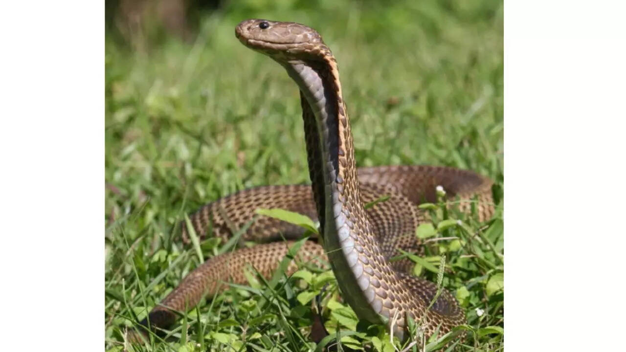 Philippine Cobra