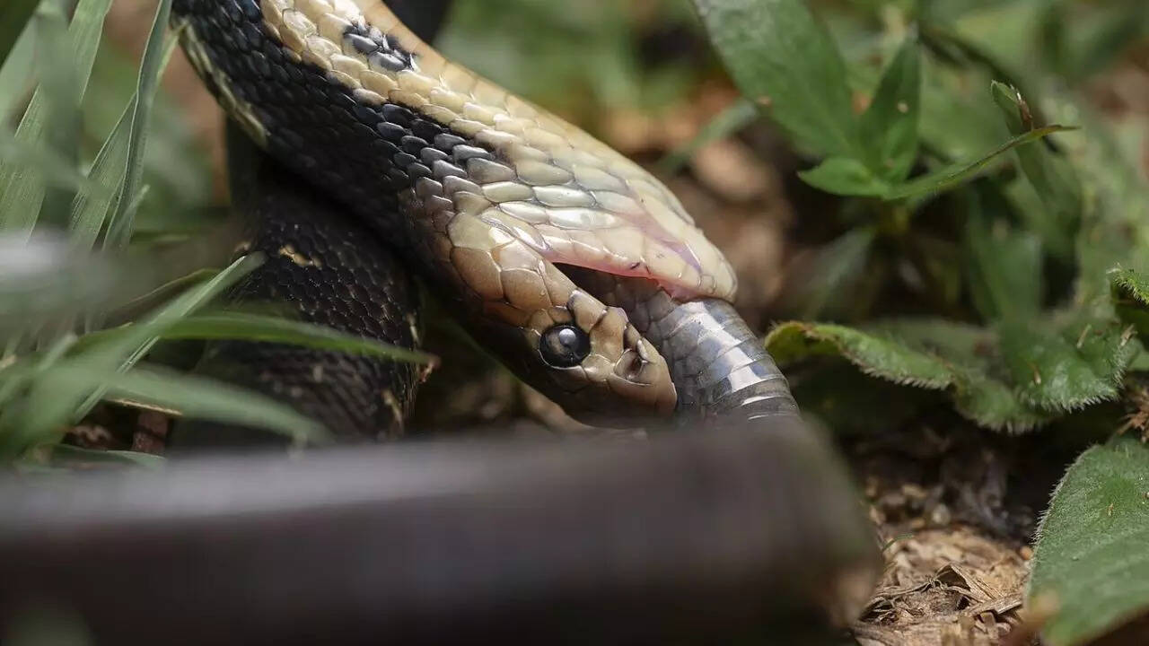 Chinese Cobra