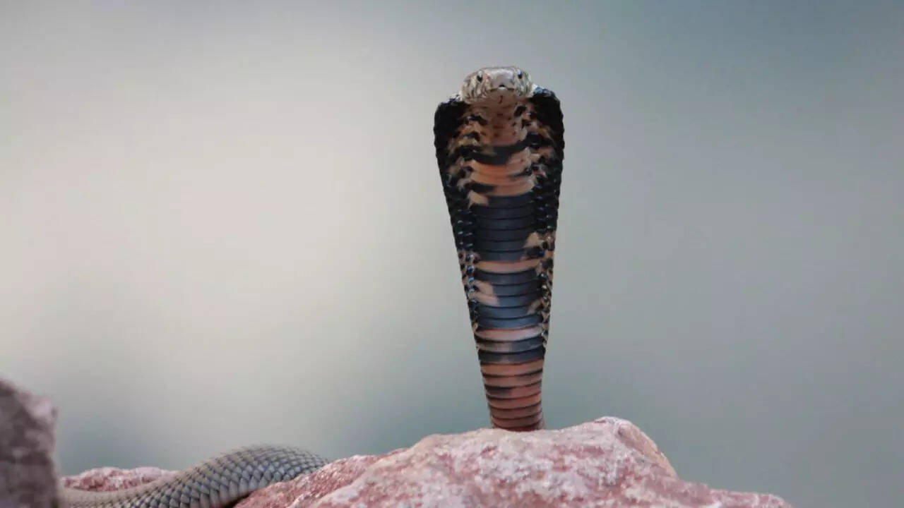 Mozambique Spitting Cobra