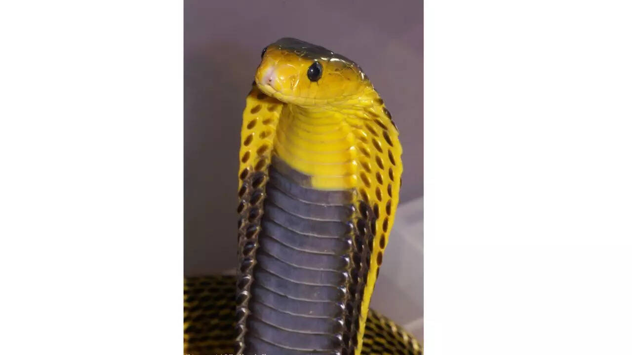 Samar Cobra