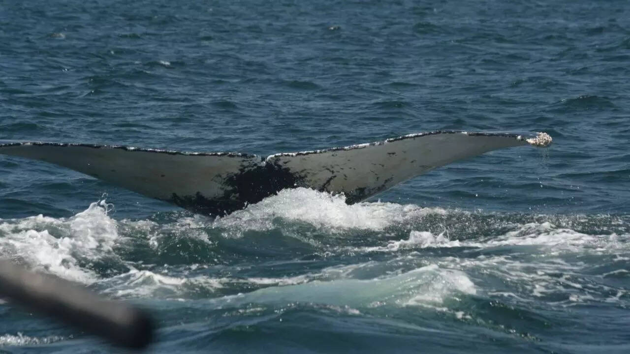 Source: Stellwagen Bank National Marine Sanctuary Humpback Whale
