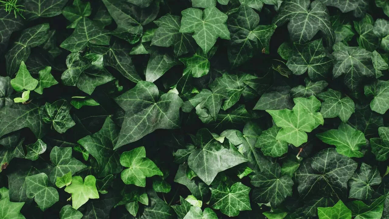 English Ivy