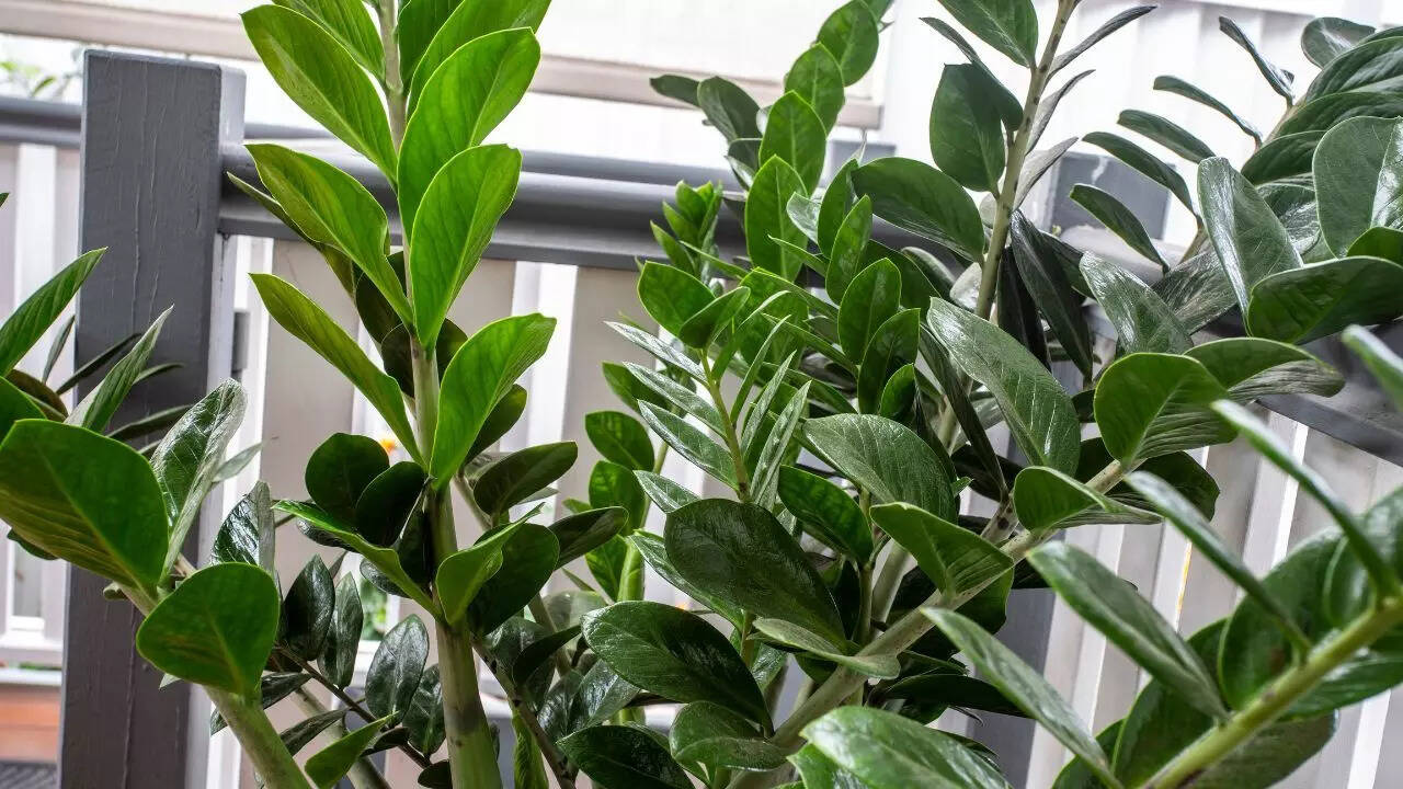ZZ Plant