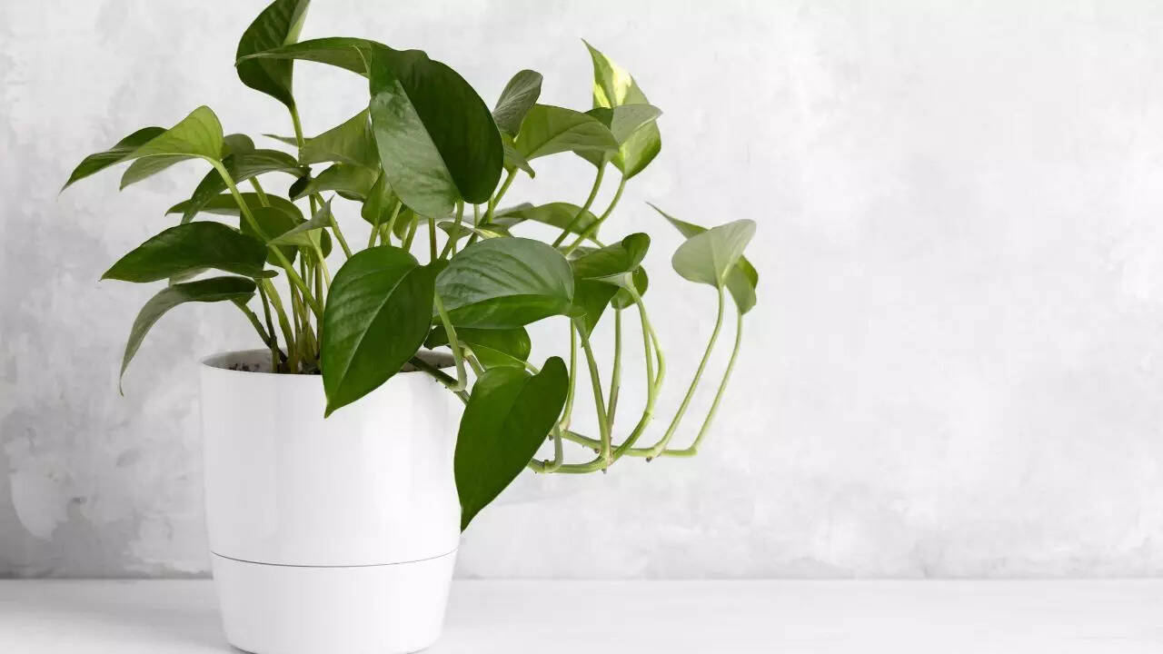 Pothos