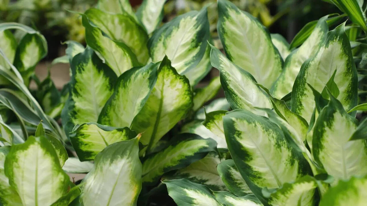 Dieffenbachia