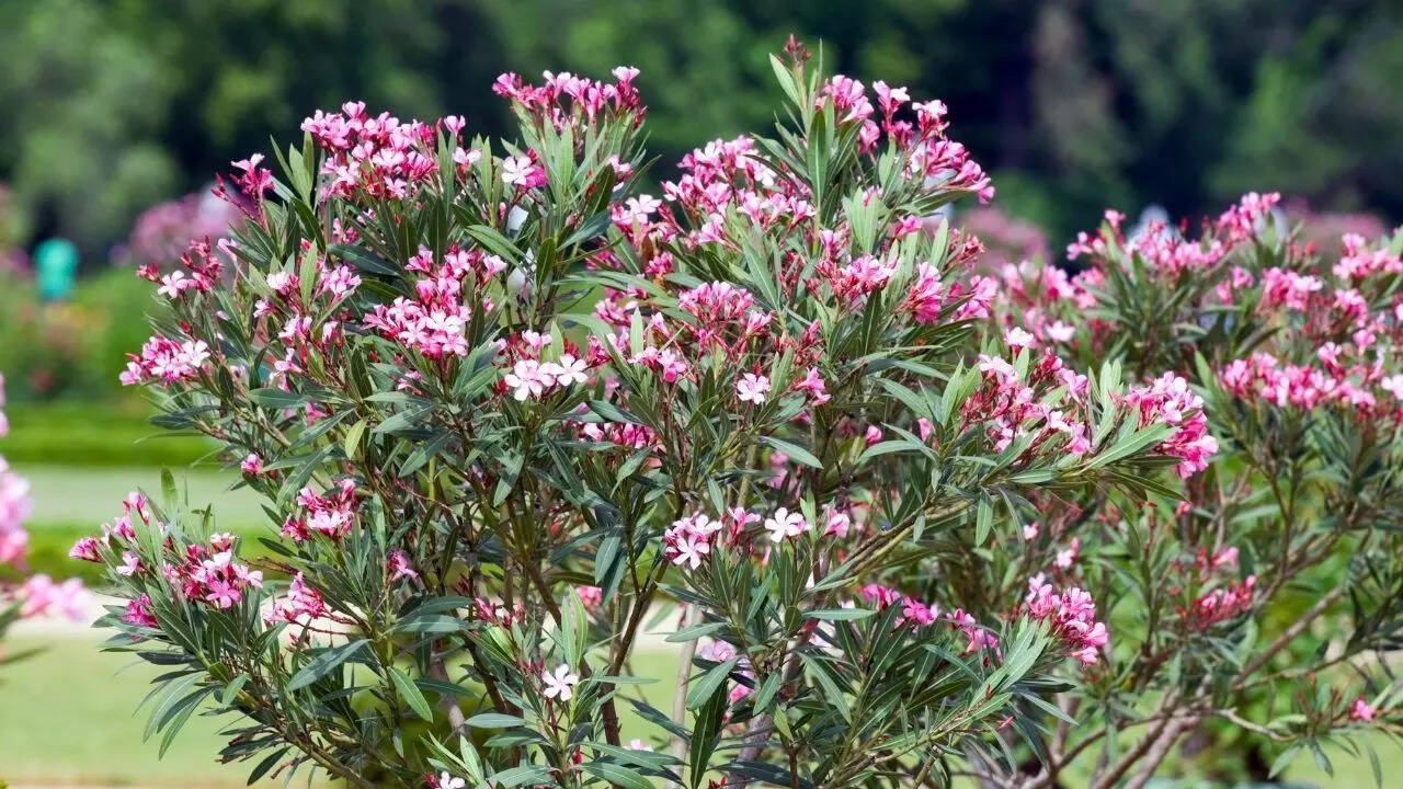 Oleander