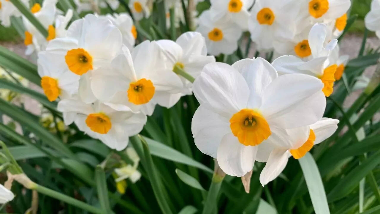 Daffodil bulbs