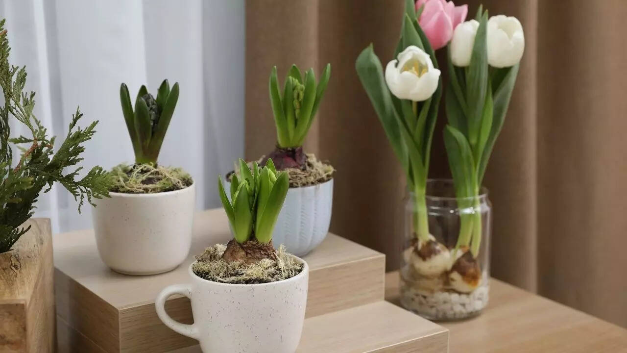 Hyacinth and tulip bulbs