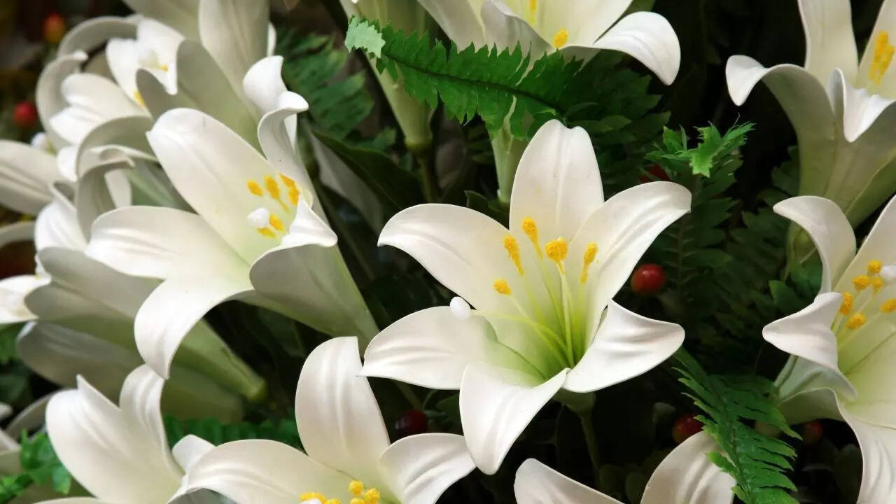 Lilies