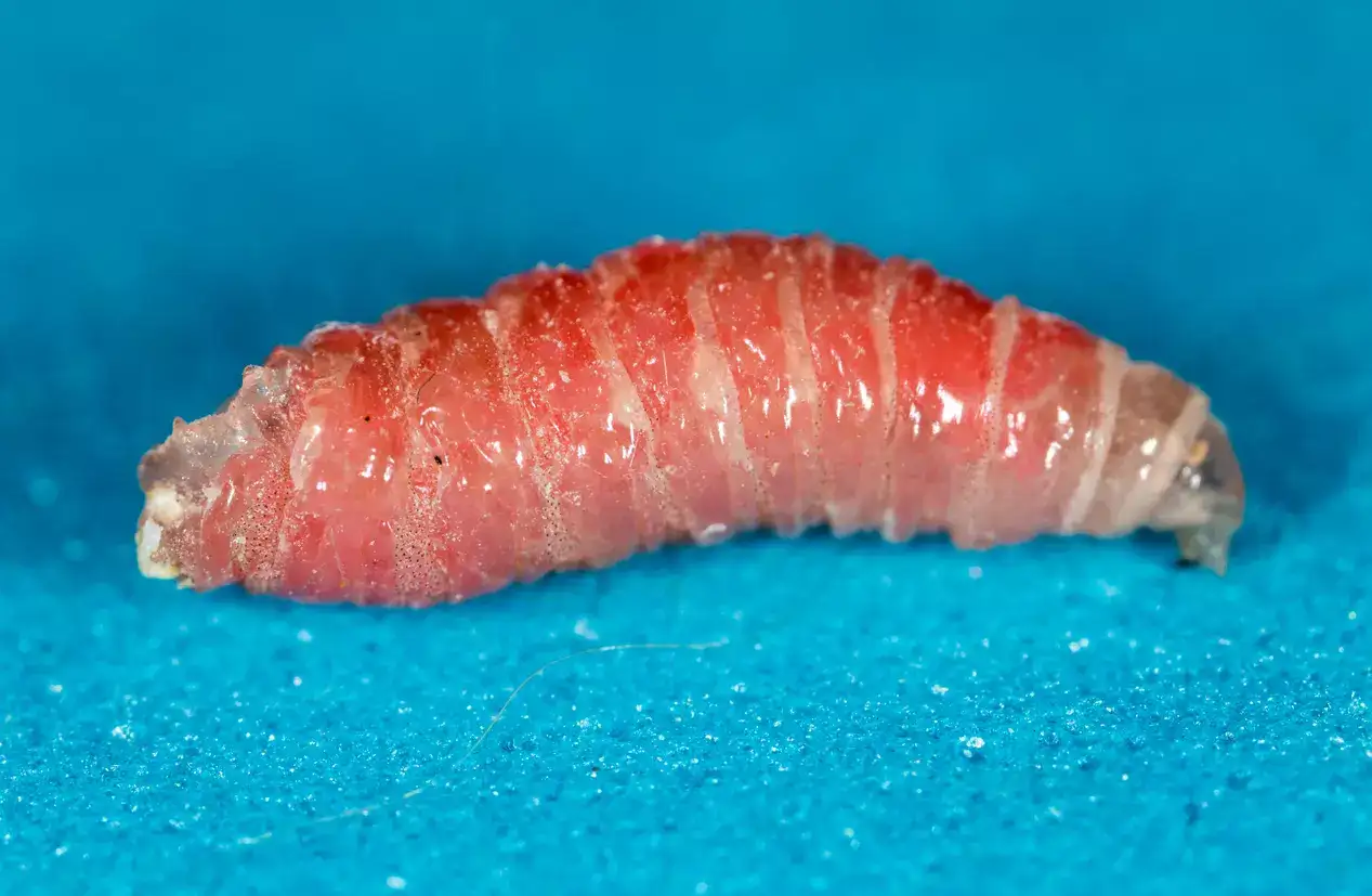 Representative image. First human screwworm case in US traced to person in Maryland who traveled from Guatemala, sources say